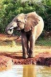 Tag 9 (Sonntag): Tagesausflug in den Addo Elephant Park Am heutigen Tag machen Sie einen Tagesausflug in den berühmten Addo Elephant National Park, der ca.