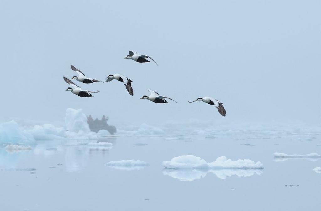 Flug durch den Nebel: Eiderenten queren die Hamiltonbukta (Spitzbergen), in der Eisberge und ein Schlauchboot schwimmen.