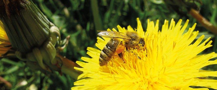 Ökologische Bienenhaltung Liebe Lehrerinnen und Lehrer, die vorliegende Broschüre möchte Sie dazu inspirieren, eine Unterrichtseinheit zum Thema ökologische Bienenhaltung mit Ihren Schülerinnen und