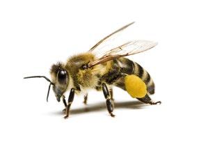 Die Schülerinnen und Schüler erarbeiten Hintergrundwissen zur ökologischen Bienenhaltung und bereiten sich auf den Besuch bei der Bio-Imkerei vor. WAS BEINHALTET BAUSTEIN 1?