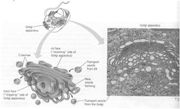 Vorlesung Zellbiologie und Physiologie der Pflanzen Die Pflanzenzelle: Struktur und Kompartimente Membranen der Zelle und Membranproteine Membranen begrenzen die einzelnen Kompartimente