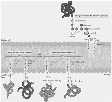 Proteinmodifikation zur Membranverankerung Periphere Membranproteine Beispiel CBL1