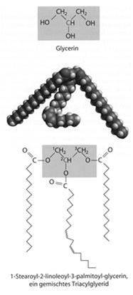 Biomembranen sind immer in sich geschlossen (Vesikel) und umgeben einen umschlossenen Raum Biomembranen werden zusammengehalten