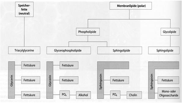 Funktion der Membran (kein einheitliches Proteinmuster) Zusammensetzung (Protein/Lipid Gewichtsverhältnisse) variiert je nach Art