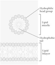 Aggregatszustände der Lipidmembran Zusammensetzung,