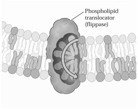 ("flip-flop"-mechanismus) Lipidzusammensetzung der Membran in verschiedenen Pflanzen fad2 Mutante enthält nur einfach