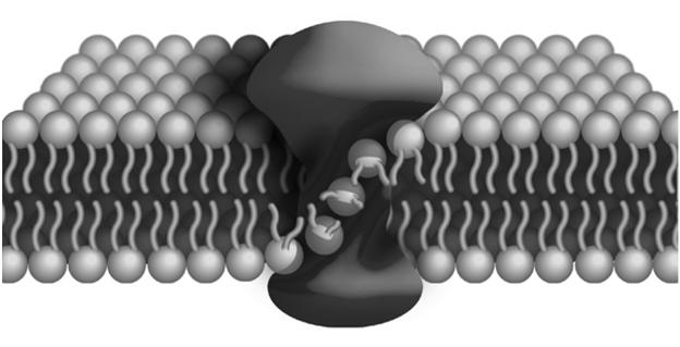 Acetylierte Glycoside -- 3 13 Glucocerebroside 16 7 14 freie Sterole 35 38 7 fad2 fad2 Mutante: Membran Versteifung durch