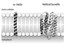 Integrale Membranproteine Integrale Proteine weisen einen oder mehrere transmembrane hydrophobe