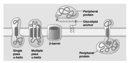 Zur Verankerung in der Membran weisen integrale Proteine eine oder mehrere a-helices oder