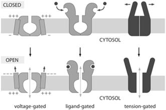 Transport-Proteine: Ionenkanäle