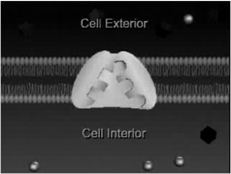 Transport-Proteine: Ionentransporter