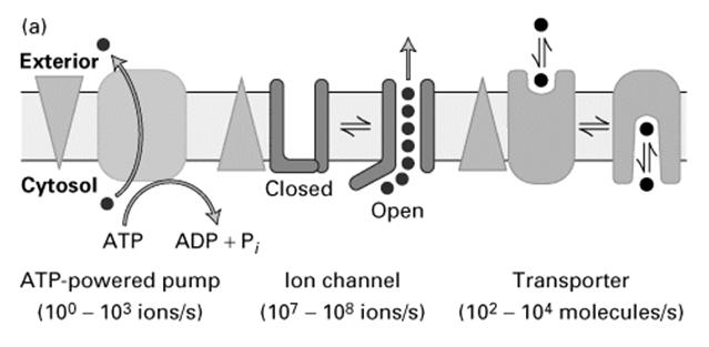 Transport-Prozesse in der Zelle Kanäle und