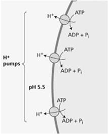 Sulfon-Verbindungen P-Typ ATPase (Protonenpumpe)