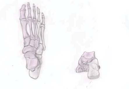 Aus diesen gehen dann mit den dazugehörigen Mittelfuß- und Zehenknochen die Zehenstrahlen des großen sowie des zweiten und dritten Zehs hervor.