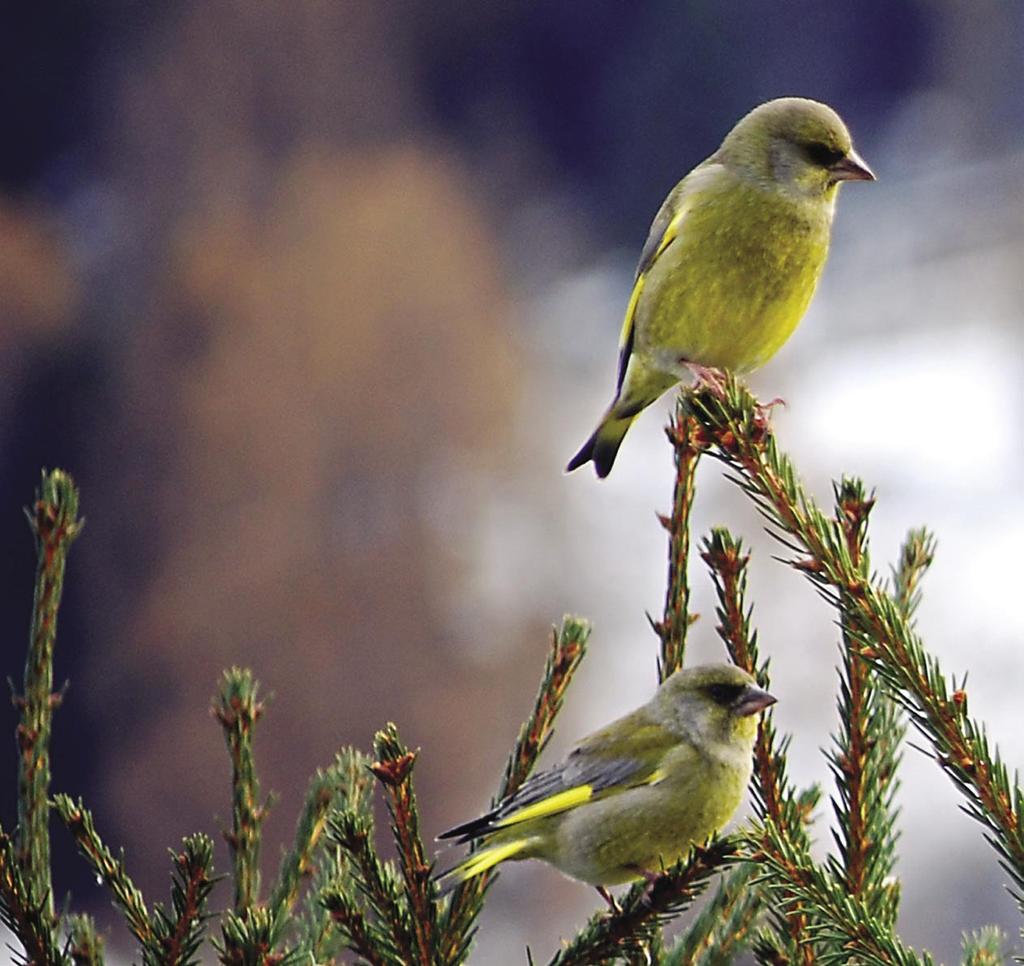 Winterhilfe für Wildtiere Das Füttern von Vögeln im Winter hat in der Schweiz eine lange Tradition.