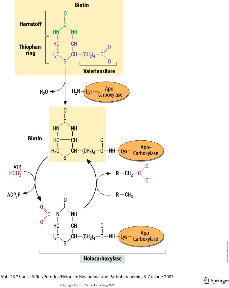 Biotin-abhängige Carboxylierungen xalacetat Methylmalonyl-CoA Malonyl-CoA Pyruvat