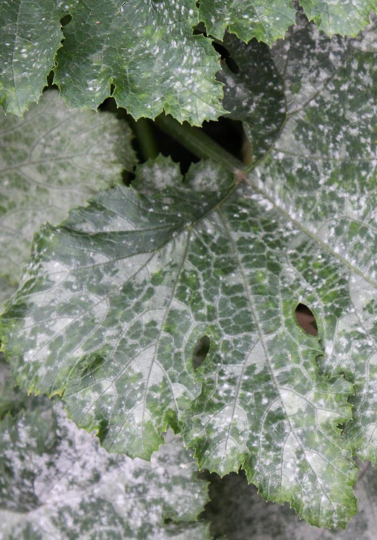 6 ECHTER- /FALSCHER MEHLTAU Symptome Sowohl der Echte als auch der Falsche Mehltau kann eine Vielzahl von Gartenkulturen infizieren.