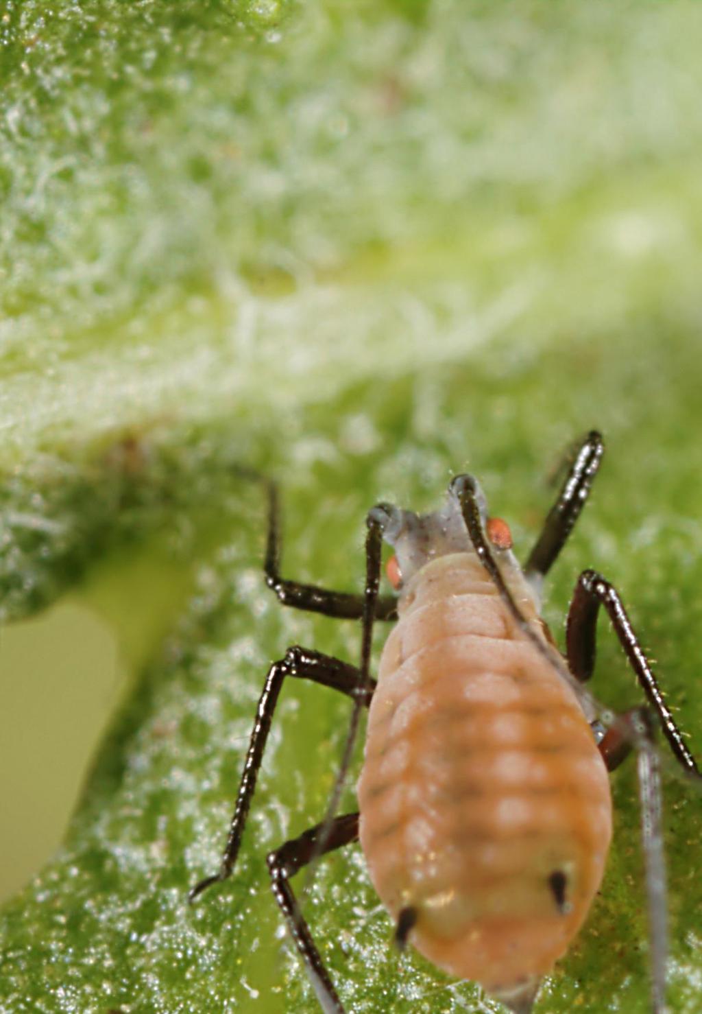 2 BLATTLAUS Symptome Auch Blattläuse gehören zu den häufig auftretenden Schädlingen. Erkennbar sind die kleinen Biester meistens erst, wenn sie in größerer Anzahl auftauchen.