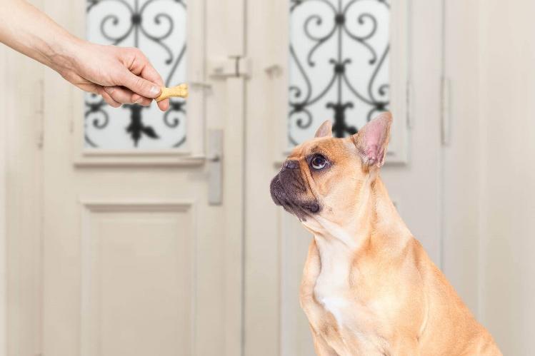 Steht Aktion und Reaktion nicht in unmittelbarem Zusammenhang für deinen Hund wirst du nur langsam vorankommen Du hast dir das E-Book über French Bully Die 10 Geheimnisse seiner Erziehung