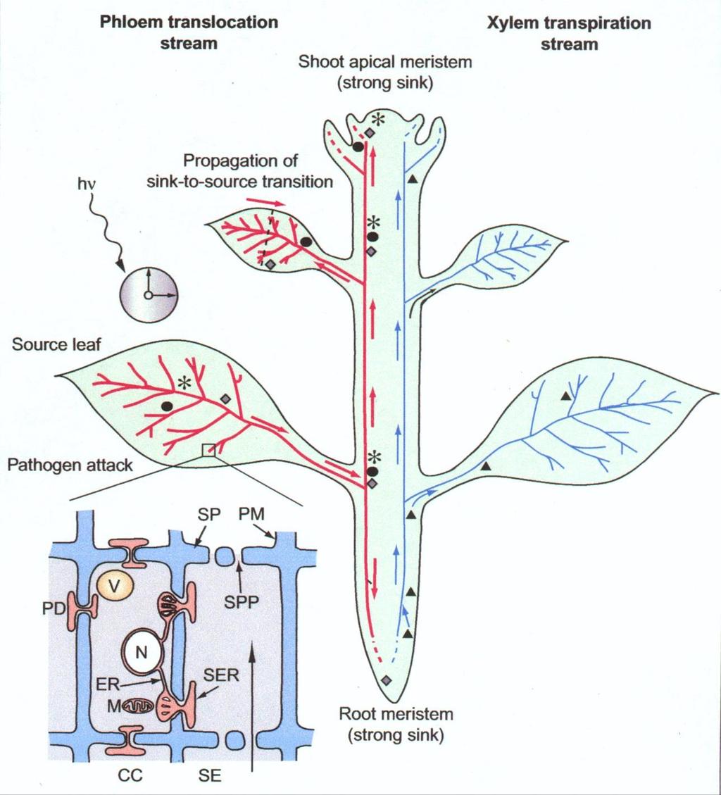 Ruiz-Medrano et al. (2001). The phloem as a conduit for inter-organ communication. Current Opinion in Plant Biology, 4:202-209.
