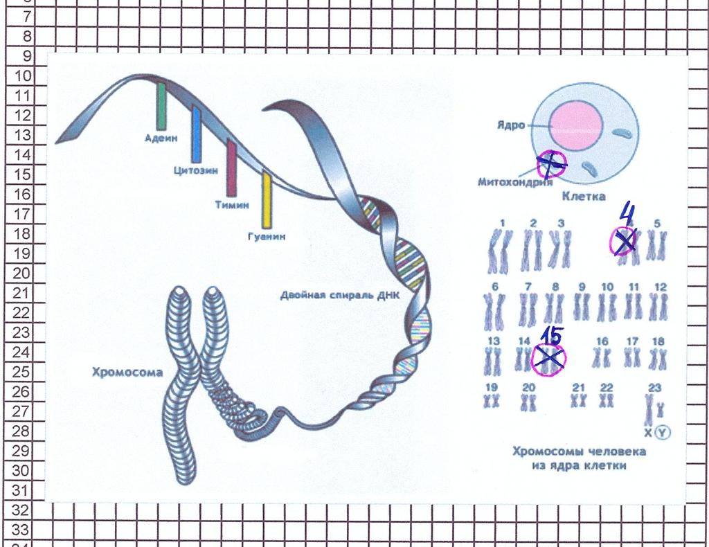 AURAGRAFIE Untersuchung der DNA Frage: In welchen Chromosomen existieren