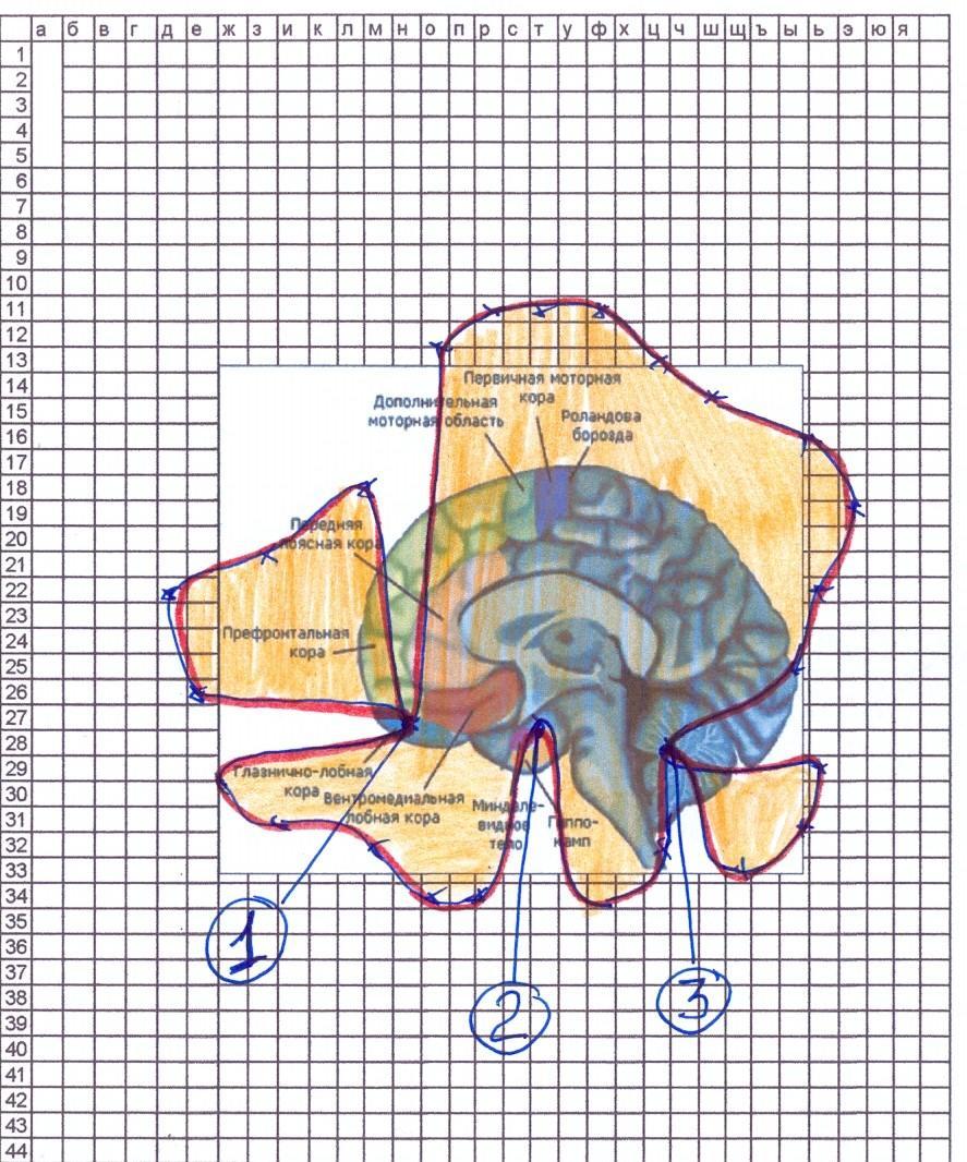 AURAGRAFIE Untersuchung des Gehirns Aufgabe: Eine grafische Darstellung des biologischen Feldes
