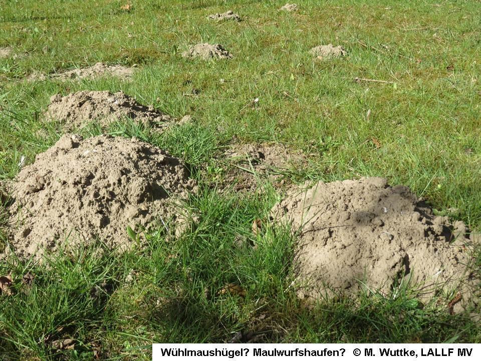 Steckbrief: Schadbild: Maulwurf, Feld- und Wühlmaus Aufgeworfene Erdhaufen im Garten, insbesondere auf Wiesen (Maulwurf und Wühlmaus).
