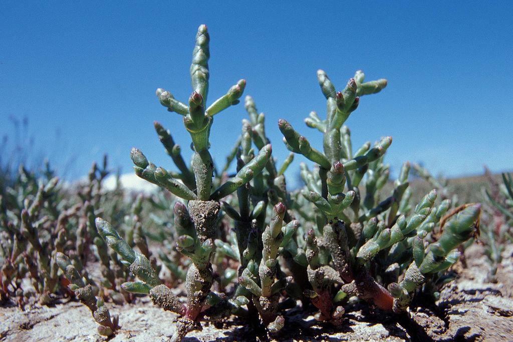 Gewöhnlicher Queller September Gewöhnlicher Queller (Salicornia europaea) erträgt von allen Blütenpflanzen den höchsten Salzgehalt.