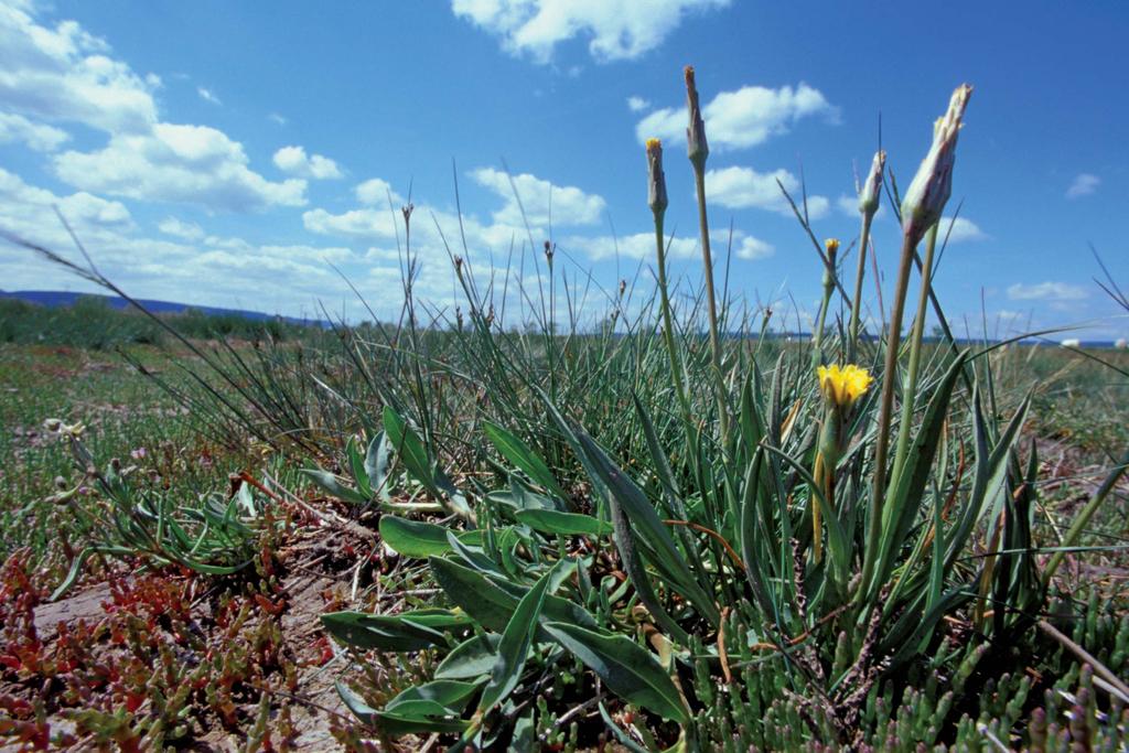 Salzwiese mit Kleinblütiger Schwarzwurzel Juni Salzwiesen sind ein sehr spezieller Lebensraum.