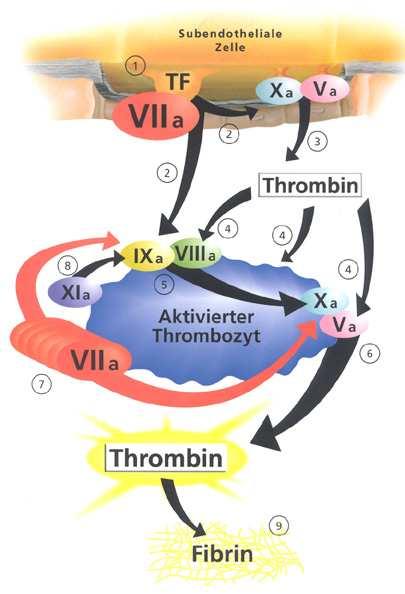 Zell-basiertes Gerinnungsmodell Gerinnungsmodelle Verletzung führt zu Kontakt von Plasma und Thrombozyten mit