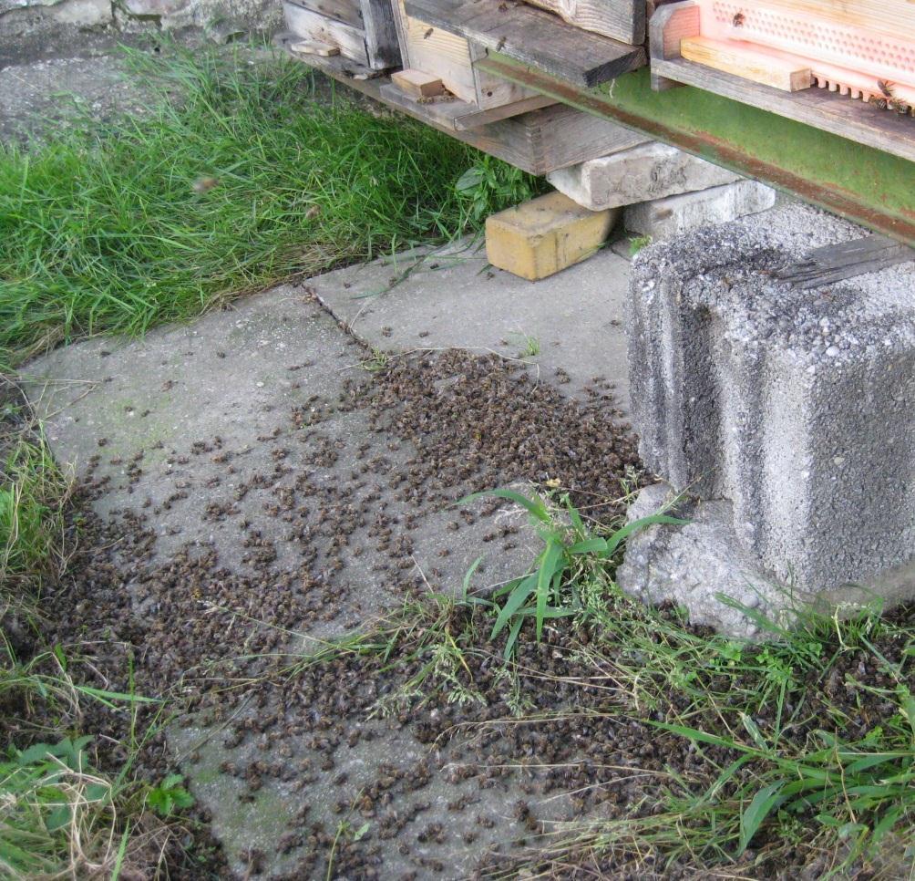 Symptome an Bienen und Bienenvölkern Starker Bienentotenfall mit