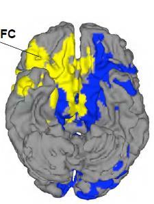 Präfrontaler Cortex Funktion: Regulation emotionaler Prozesse Präfrontaler