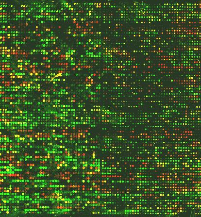 Isolierung einer Zelle im Zustand X Experimentelles Vorgehen Extraktion aller RNA Umwandlung in cdna Markierung mit Farbstoff (rot oder grün) Pipette enthält markiert cdna aller in der Zelle