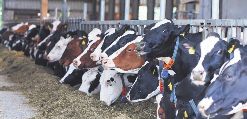 Der Staatlich geprüfte Landwirt spricht von Kuh-Komfort, von seinen Ställen mit Tiefstreu, in denen die Schwarz- und Rot-Bunten liegen und für begrenzte Zeiträume die vier Melk-Roboter der Lima