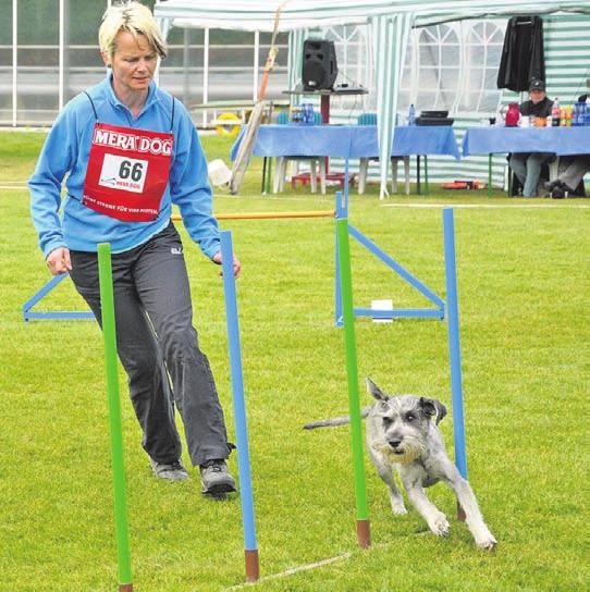der Weezer Hundesportverein GHSV Weeze ist ausrichter der deutschen Meisterschaft (dm) des deutschen Hundesportverbandes (dhv). Sie findet am Samstag, 27. august, und Sonntag, 28.