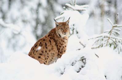 WISSENSCHAFLICHE VORRAGSREIHE WISSENSCHAFLICHE VORRAGSREIHE Das Sachgebiet Forschung der Nationalparkverwaltung Bayerischer Wald veranstaltet im Winter 2016/2017 eine neue wissenschaftliche