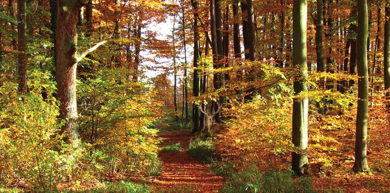 Der heimische Wald In Österreich sind über 46 % der Gesamtfläche von Wald bedeckt. Die Buche ist mit einem Anteil von 9 % der häufigste Laubbaum in den Wäldern Österreichs.