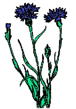Kornblume Die Kornblume blüht himmelblau von Juni bis September. Früher blühte sie nur in Kornfeldern. Dort galt sie als Unkraut und wurde ausgerottet. Heute findest du Kornblumen an Wegrändern.