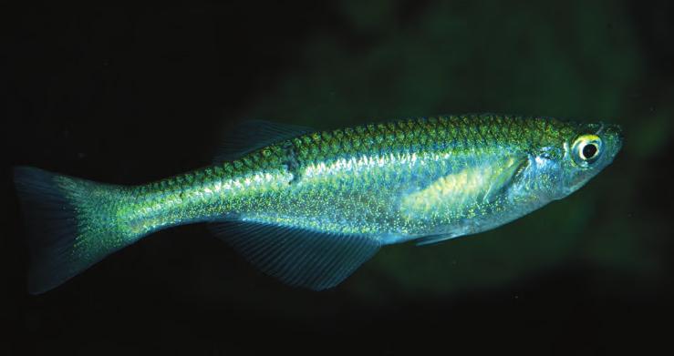 Die Artenvielfalt der Nicht-Cichliden ist im Tanganjikasee wie auch im Aquarium im Vergleich zu derjenigen der Cichliden wesentlich kleiner (DE VOS & SNOEKS 1998).