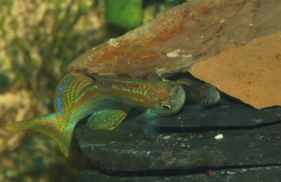 Cyprichromis-leptosoma-Männchen angegriffen; zuerst wurde parallel zum Fisch geschwommen, dann wurden die Flossen gespreizt und nach einigen Drehungen wurde hinterhergejagt.