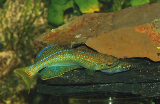 tanganicanus vom Aussehen her ähnlich; auch sie besitzen blaue und gelbe Farbmerkmale und haben eine längliche Form.