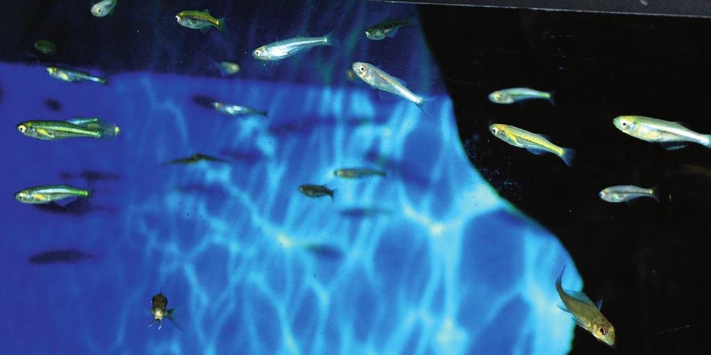Eine Jungfisch-Nachzuchtgruppe von Lamprichthys tanganicanus wurde hier im Aufzucht-Aquarium fotografiert. Die Fische haben ca. 2-3- cm Größe.