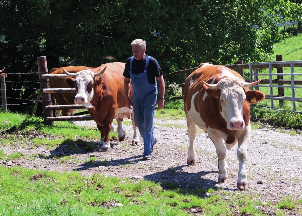 14 15 nach der Infektion auftreten können. Bis zu 50% Keimen verläuft als extrem schwere sog.