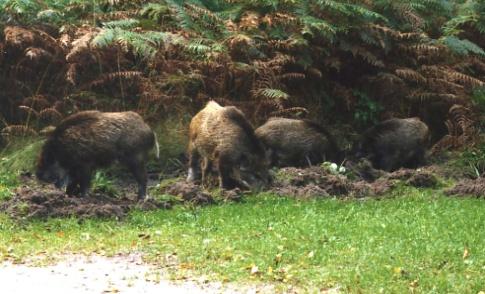 Wald mit allen Folgeproblemen für den HW- Schutz und