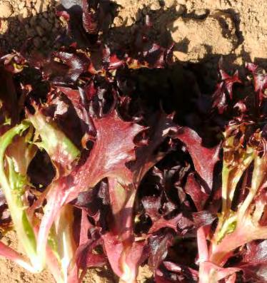 BL: 16,21, 23 Skarna (LR 4743) Neu ᐁ Ist ein dunkelgrüner Eichenlaub-Salat mit sehr festen und gezackten Blättern, der sich gut eignet für Baby Leaf
