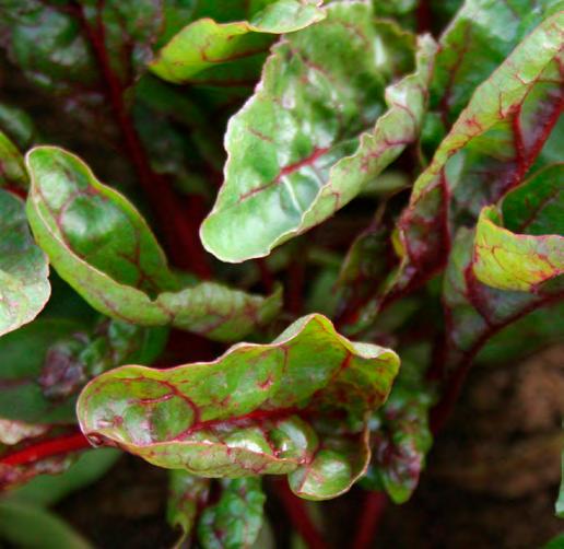 beete für Baby Leaf Red Chard Elite & Intense 2 ᐁ Die Blätter sind mehr gekraust als