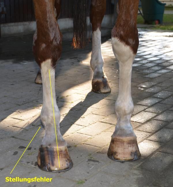 DSC1063 BU: Im Vergleich ein Pferd, das mit einem stark verstellten rechten Vorderbein und leicht verstelltem linken Vorderbein geboren wurde.