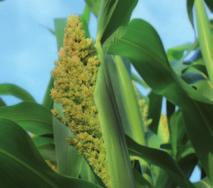 Ernte und Erträge Sorghum kann mit herkömmlicher Häckseltechnik und reihenunabhängigem Schneidwerk (Kempervorsatz) geerntet werden.