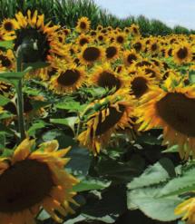 Pflege und Pflanzenschutz Möglichst unkrautfreie Sonnenblumenbestände bis zum Reihenschluss sind nötig, um Wachstumsdepressionen zu vermeiden.