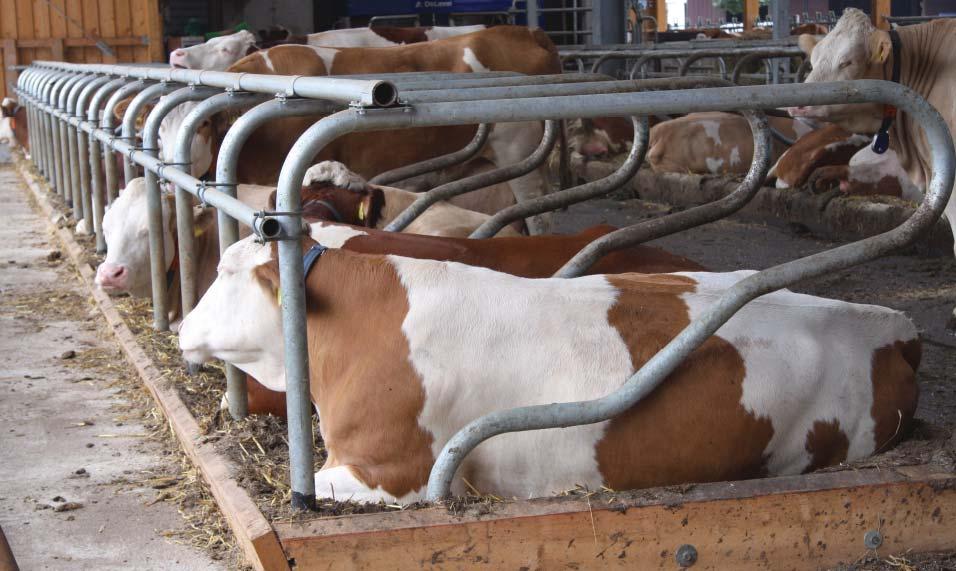 Stalleinrichtungen - Liegeboxen QUALITÄTSSIEGEL Nur wenn Kühe den